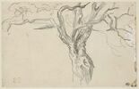 Etude de branches d'arbre, image 1/2