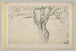 Etude de branches d'arbre, image 2/2