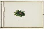 Petite tortue sur une feuille, image 1/2