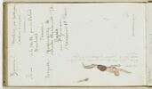 Croquis d'une figure en mouvement: un nageur, image 1/2