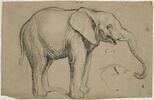 Eléphant de profil, image 1/2