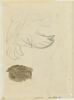 Croquis indéterminé et tache de lavis brun, image 1/2