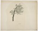 Pin et en haut, à droite, croquis stylisé du même arbre, image 1/2