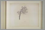 Pin et en haut, à droite, croquis stylisé du même arbre, image 2/2