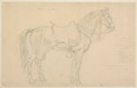 Omar, cheval du roi, image 1/2