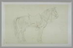 Omar, cheval du roi, image 2/2