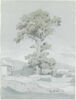 Vostizza (Aegion), le sycomore du village, image 1/2