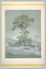 Vostizza (Aegion), le sycomore du village, image 2/2